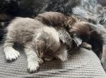 June Litter - Maine Coon Kitten For Sale - 