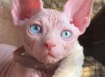 Volta - Sphynx Kitten For Sale - San Gabriel&comma; CA&comma; US