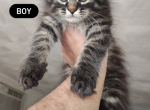 Clara Chia Shakira and Piques Kittens - Maine Coon Kitten For Sale - Wrentham&comma; MA&comma; US