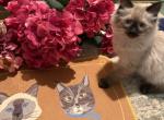 Luna and Kojai Bears babies - Balinese Kitten For Sale - Minden&comma; NV&comma; US