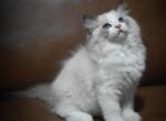 Green Boy - Ragdoll Kitten For Sale - Chalmette&comma; LA&comma; US