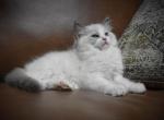 Blue Boy - Ragdoll Kitten For Sale - Chalmette&comma; LA&comma; US