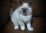 Red Boy - Ragdoll Kitten For Sale - Chalmette&comma; LA&comma; US