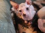 Beetle - Sphynx Kitten For Sale - Vineland&comma; NJ&comma; US