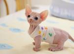 Lola - Sphynx Kitten For Sale - VAB&comma; VA&comma; US