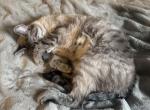 Derpy - Siamese Kitten For Sale - PA&comma; US