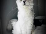 Fantastica - Maine Coon Cat For Sale - Bradenton&comma; FL&comma; US