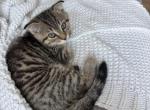 Leo - Scottish Fold Kitten For Adoption - Phila&comma; PA&comma; US