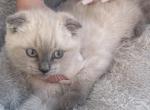 Fluffball - Scottish Fold Kitten For Sale - Orchards&comma; WA&comma; US