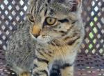 Chloe - Domestic Kitten For Sale - MA&comma; US