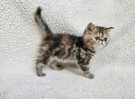 Wisteria - Exotic Kitten For Sale - Bois D Arc&comma; MO&comma; US