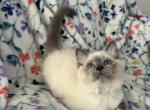 Sunny - Ragdoll Kitten For Sale - 