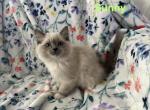 Sunny - Ragdoll Kitten For Sale - Lincoln&comma; CA&comma; US