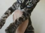 Loki Bengal Kitten - Bengal Kitten For Sale - NY&comma; US