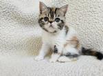 Camellia - Exotic Kitten For Sale - 