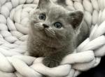 Skipper - British Shorthair Kitten For Sale - Providence&comma; RI&comma; US