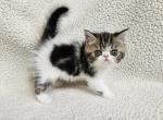 Lotus - Exotic Kitten For Sale - Bois D Arc&comma; MO&comma; US