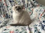 Patches - Ragdoll Kitten For Sale - Lincoln&comma; CA&comma; US