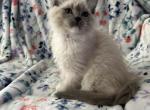 Patches - Ragdoll Kitten For Sale - Lincoln&comma; CA&comma; US