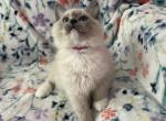 Patches - Ragdoll Kitten For Sale - 