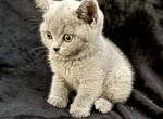 Beefy - British Shorthair Kitten For Sale - 