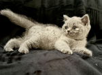Squishy - British Shorthair Kitten For Sale - 