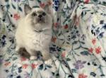 Shadow - Ragdoll Kitten For Sale - Lincoln&comma; CA&comma; US