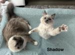 Shadow - Ragdoll Kitten For Sale - Lincoln&comma; CA&comma; US