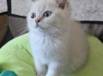 Cloud - Scottish Straight Cat For Sale - 