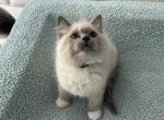 Shadow - Ragdoll Kitten For Sale - 