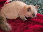 Lavender Balinese 1 F - Balinese Kitten For Sale - 