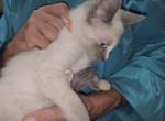 Lavender 1 Female - Siamese Kitten For Sale - NY&comma; US