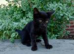 Shadow - Domestic Kitten For Adoption - Lyons&comma; IN&comma; US