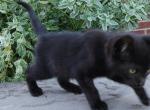 Shadow - Domestic Kitten For Adoption - 