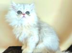 Taz - Persian Kitten For Sale - Dallas&comma; TX&comma; US
