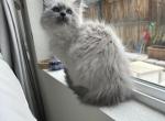 Scarlet - Ragdoll Kitten For Sale - Lincoln&comma; CA&comma; US