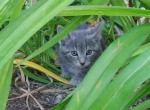 Smokey - Domestic Kitten For Adoption - 