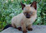 Albert - Domestic Kitten For Adoption - 