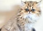 Sassafrass - Persian Kitten For Sale - Dallas&comma; TX&comma; US