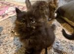 Mocha - Siberian Kitten For Sale - Fairfax&comma; VA&comma; US