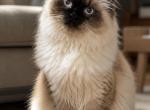milky - Himalayan Cat For Sale - 