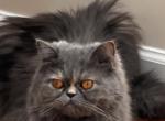 snow - Persian Kitten For Sale - 