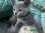 First Russian Blue Litter - Russian Blue Kitten For Sale - Fairfax&comma; VA&comma; US