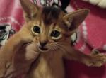 Ruddy Dancing Junebug - Abyssinian Kitten For Sale - 
