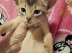 Blue is for Boys - Abyssinian Kitten For Sale - 
