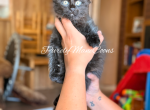 Black Maine Coon Kitten - Maine Coon Kitten For Sale - Conyers&comma; GA&comma; US