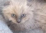 Fuzzy - Scottish Fold Kitten For Adoption - Orchards&comma; WA&comma; US
