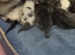 Munchkin Litter - Munchkin Kitten For Sale - Brookings&comma; OR&comma; US