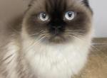 HONEY BUNNY - Himalayan Cat For Sale/Service - Brookings&comma; OR&comma; US