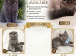 Charming British & Scottish Kittens - Scottish Fold Kitten For Sale - Sacramento&comma; CA&comma; US